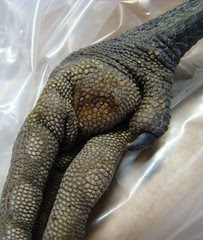 Crane foot
