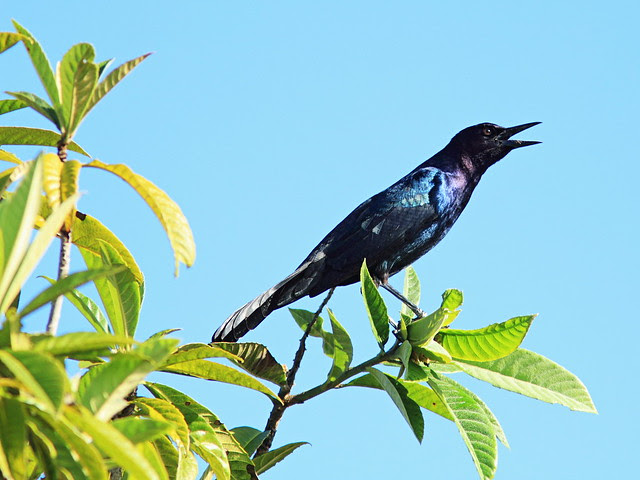 Boat-tailed Grackle 20131208