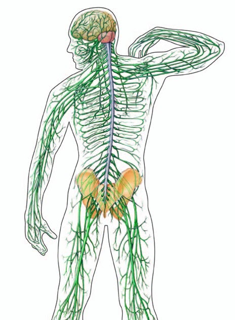 666-blog: frog digestive system diagram labeled