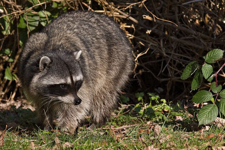 racoon
