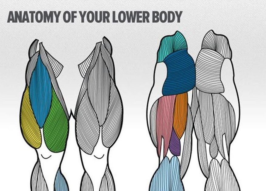 Muscles In The Body Diagram / Muscles of the Head and Neck - Anatomy