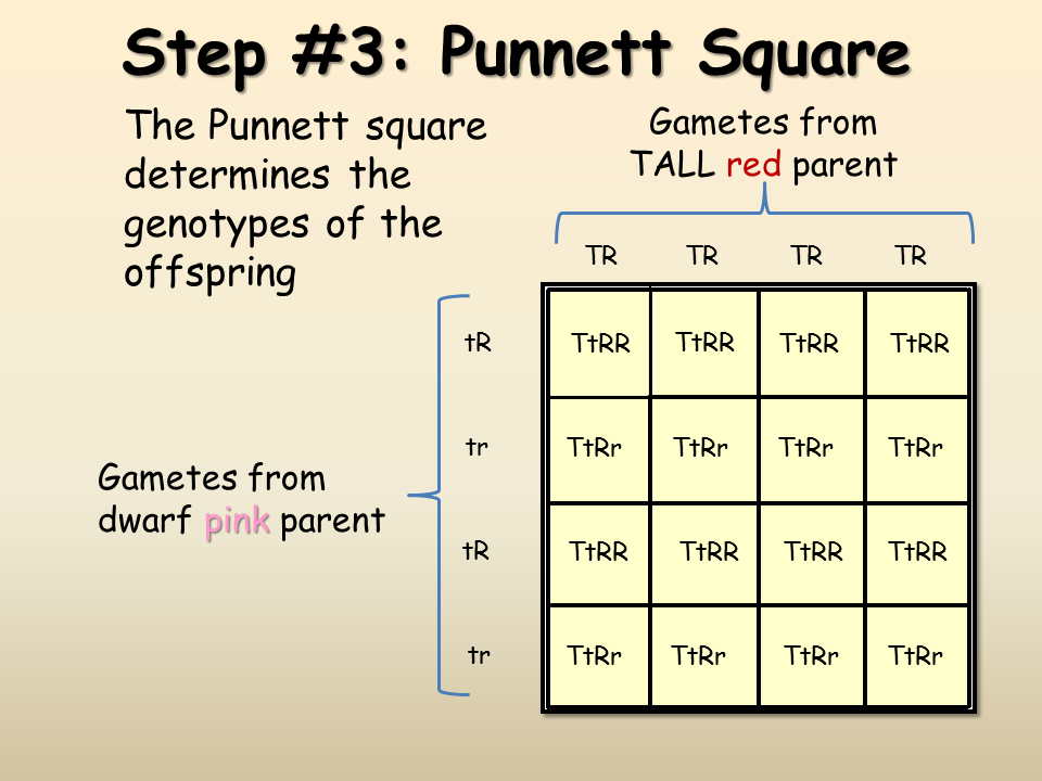 codominance-and-multiple-alleles-worksheets-free-printable-worksheet