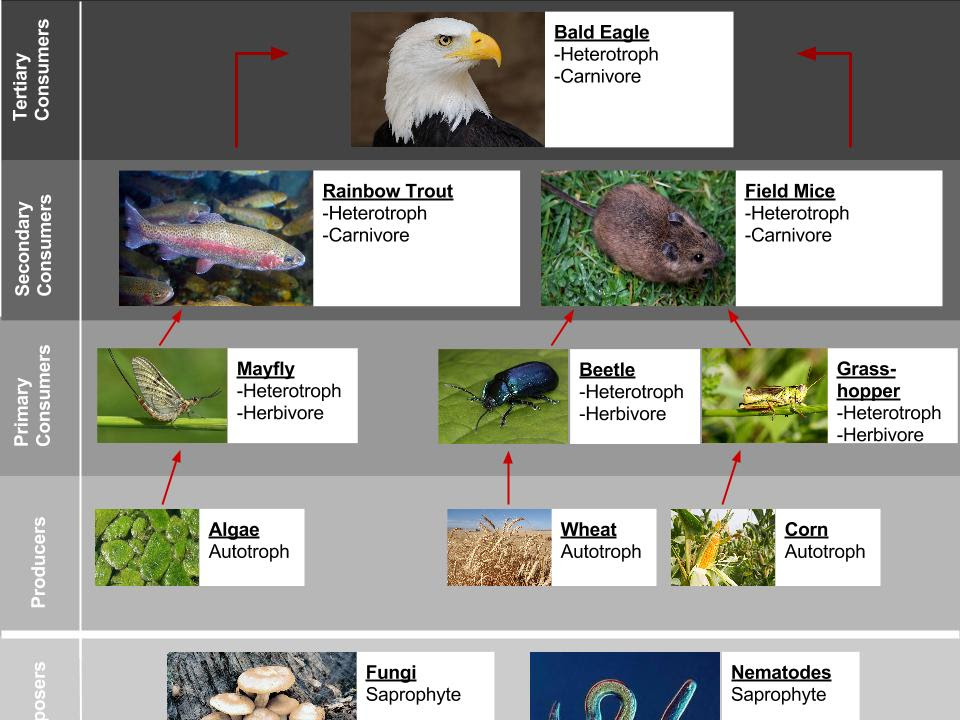 Eagle Gallery: Bald Eagle Food Web Biology Diagrams