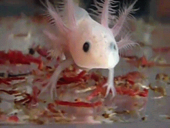 axolotl organismos fascinantes