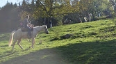 Randier farm : Ferme avec Location de gîtes, Équitation, pension chevaux, vente de viande de vache/boeuf, élevage staffordshire bull terrier et dogue allemand dans l'Allier Ferrières-sur-Sichon