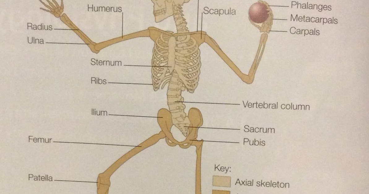 Independent Scientist: Major Bones Of Skeletal System