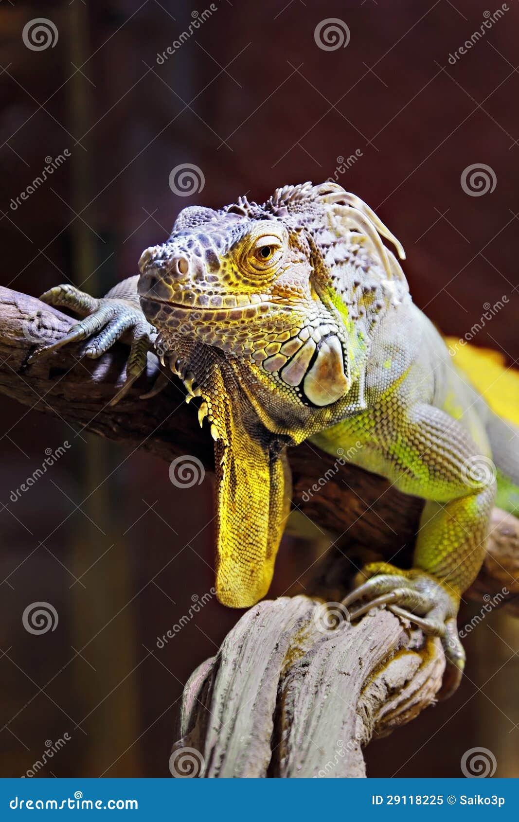 namahewan2016 iguana kuning Images