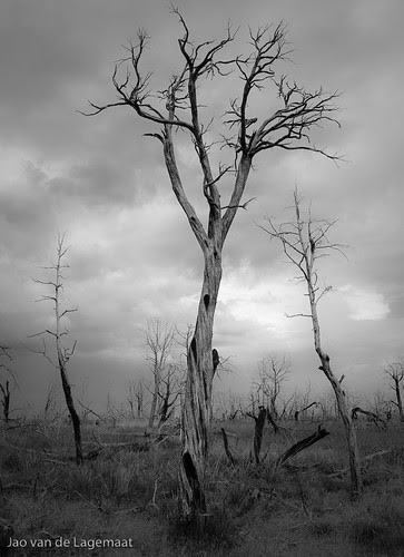 futile B&W