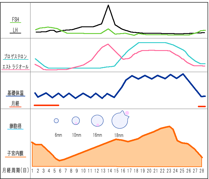 性 周期 ホルモン 図