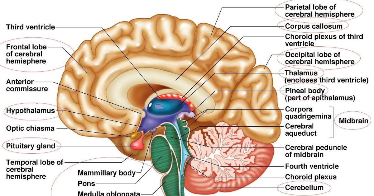 Picture Of Brain With Parts Labeled Picture Of