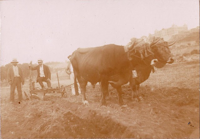 Demostración de la Feria de Maquinaria Agrícola en la Vega Baja hacia 1910. Fotografía de los Sucesores de Compañy © Cámara Agraria de Toledo, Junta de Comunidades de Castilla-La Mancha
