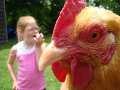 Giant chicken