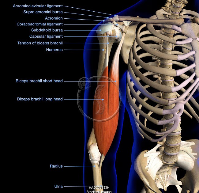 Upper Chest Muscles Diagram / Chest Muscle Anatomy Diagram - Upper