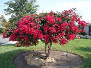 Bougainvillea-Plant