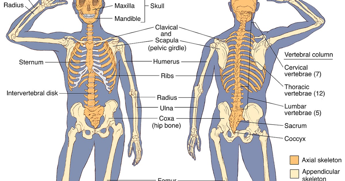 Human Body Back Side Bones : How Many Organs In The Body Could You Live