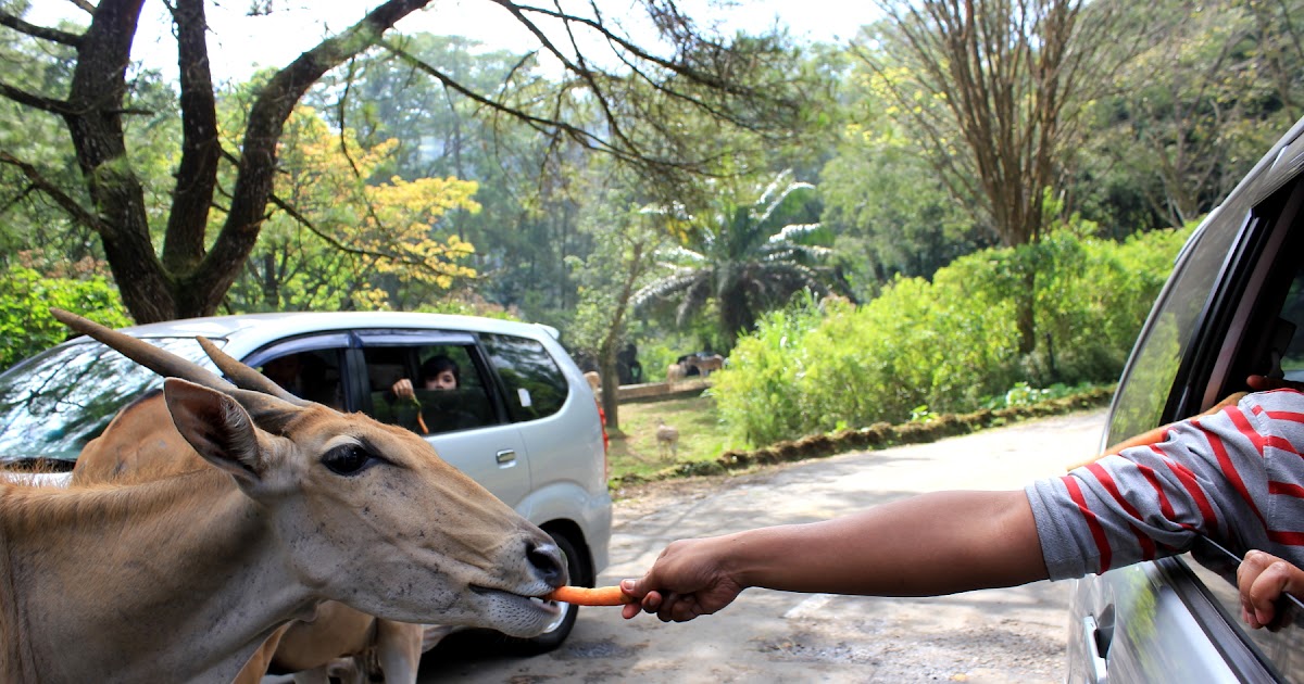 Tempat Wisata Taman Safari Prigen