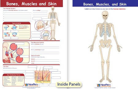 Pictures Of Muscles And Bones : Muscle Attachments And Actions Learn