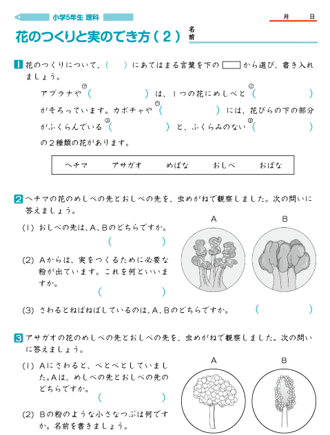 一番欲しい ヘチマの花のつくり 幼児 小学生 中学生の無料知育教材 無料学習教材プリント