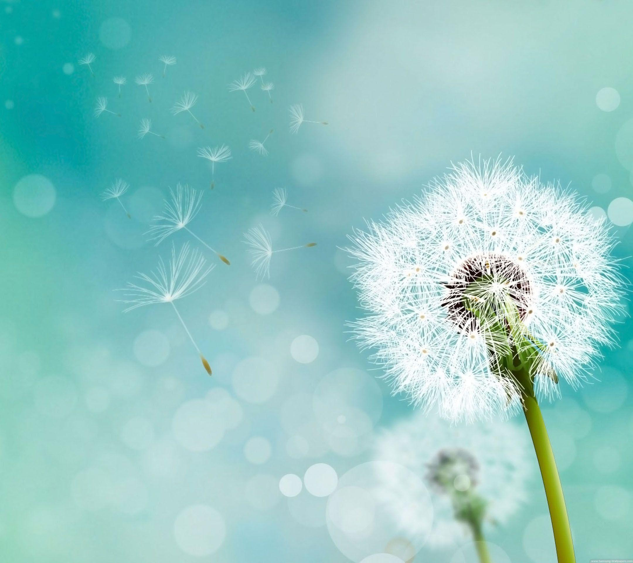 Koleksi Wallpaper  Bunga  Dandelion  Hd Download Kumpulan 