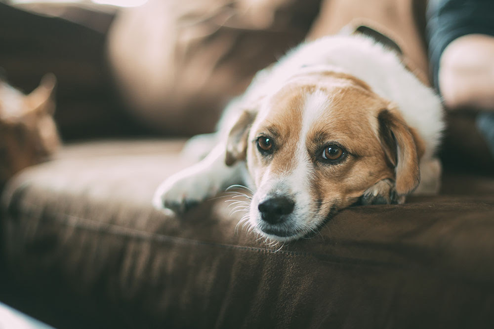 [最も欲しかった] 犬 お漏らし 怖い 208085犬 お漏らし 怖い akusongowall