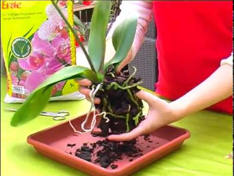 Hubdach selber bauen Orchideen gießen wie oft