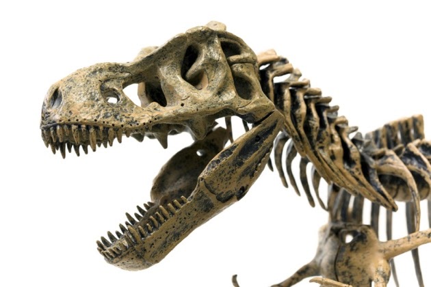 t rex like dinosaur with horn on nose