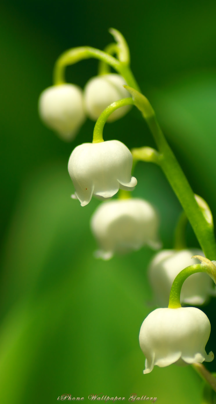 50 高 画質 花 高 画質 Pc 壁紙 インスピレーションを与える名言