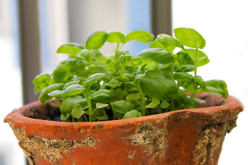 Basilikum Basil