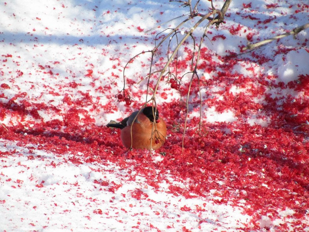 Bullfinch, or ordinary bullfinch (lat. Pyrrhula pyrrhula)