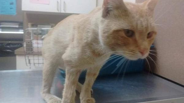 A security guard for a Genesee County salvage yard faces an animal cruelty charge after allegedly shooting a cat named Ratchet that led to the loss of a leg.