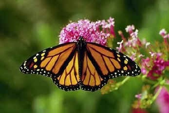 The Daily Apple: Apple #102: Monarch Butterflies