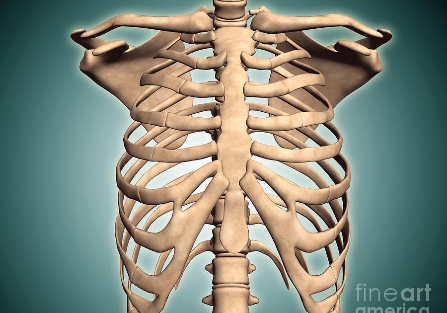 Human Anatomy Ribs Pictures / Ribcage stock illustration. Illustration