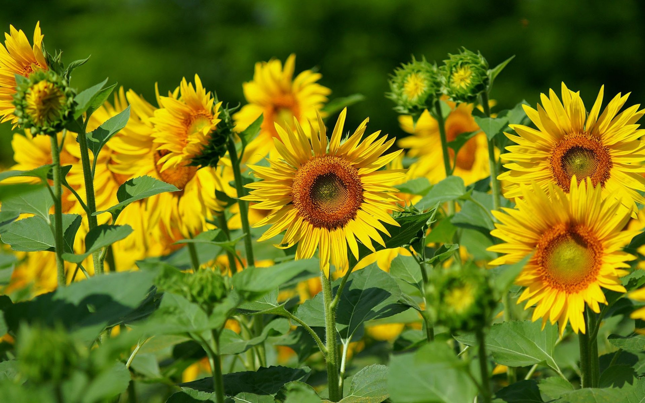 Sunflower Photography Pictures 2014 Beautfiul Flowers ...