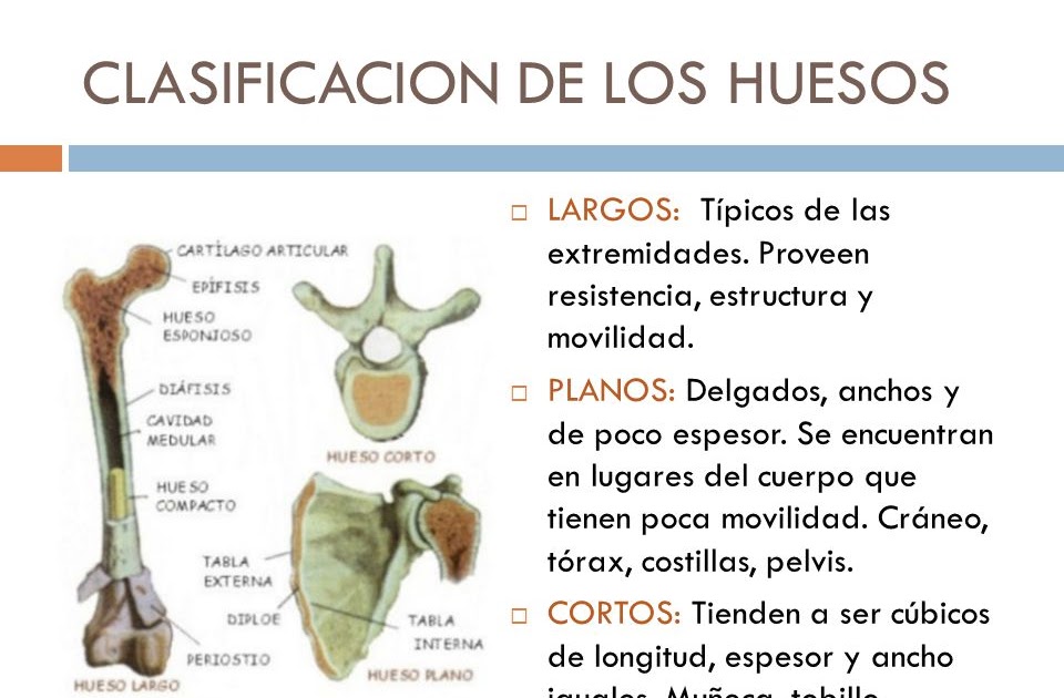 Clasificacion De Los Huesos Huesos