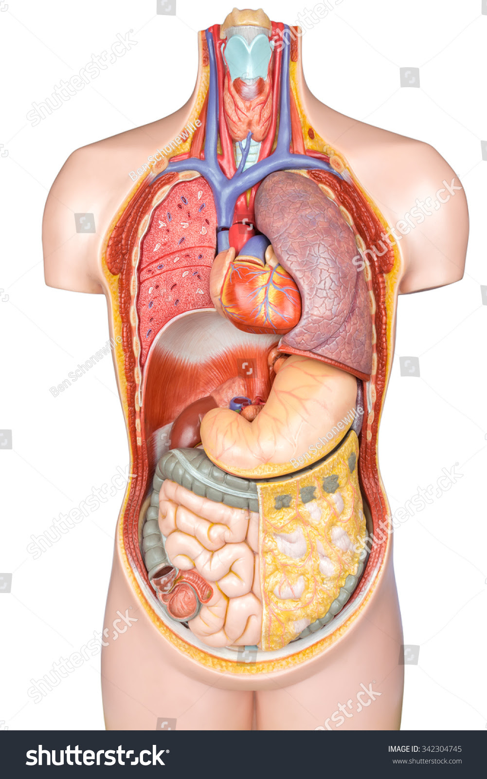 Organs In Torso Diagram Human Body Diagrams The Anterior Leg