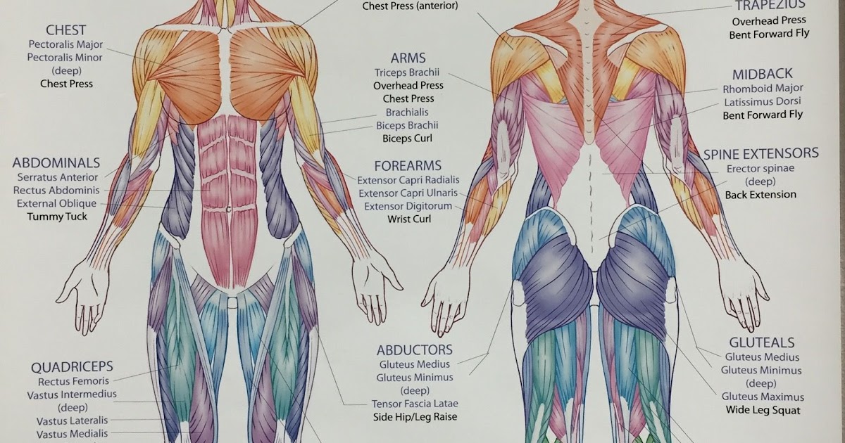 Torso Anatomy Chart - The Human Body Chart - Clinical Charts and Supplies