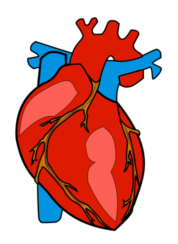 Cartoon On Net Cartoon Heart Organ Clipart