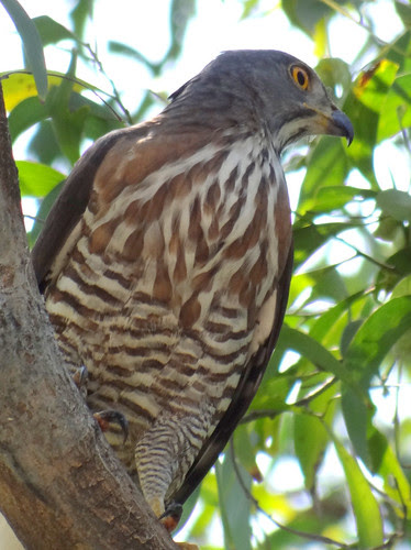 鳳頭蒼鷹/無限台南