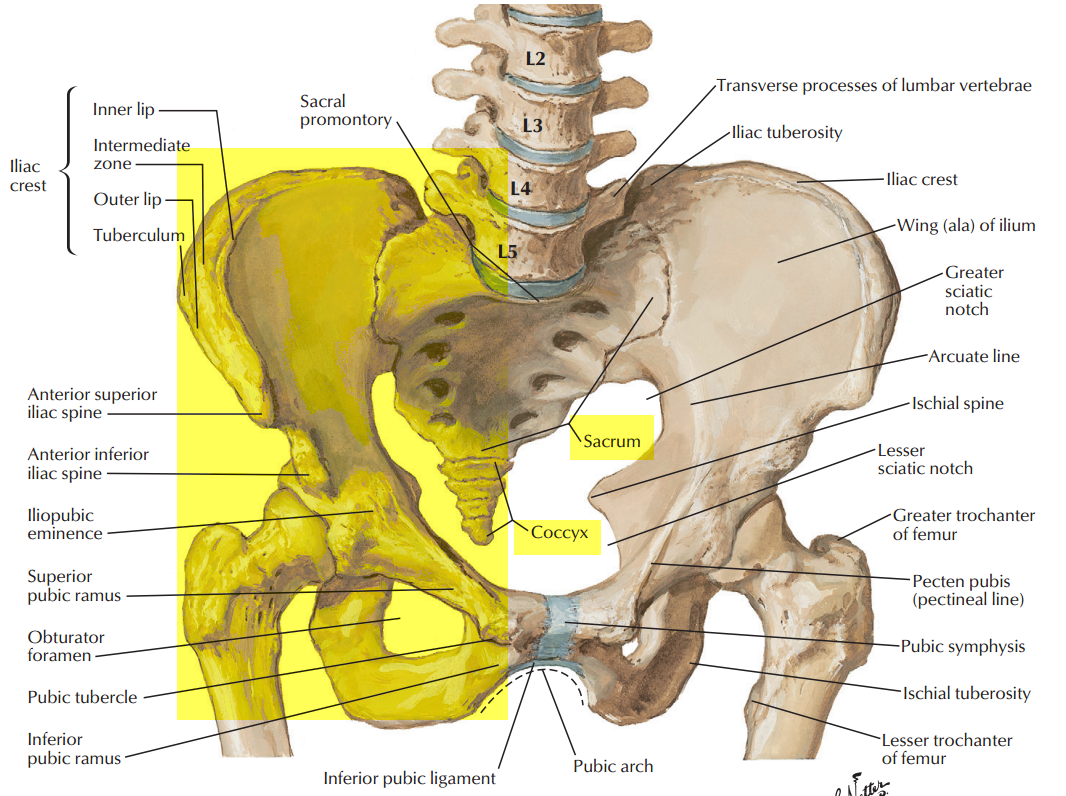 Innominate Anatomy