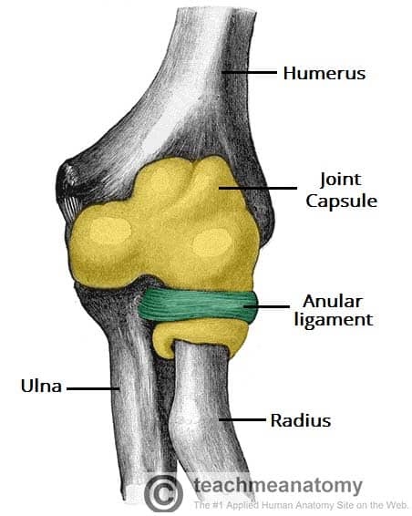 Radius Anatomy Definition - Anatomy Drawing Diagram