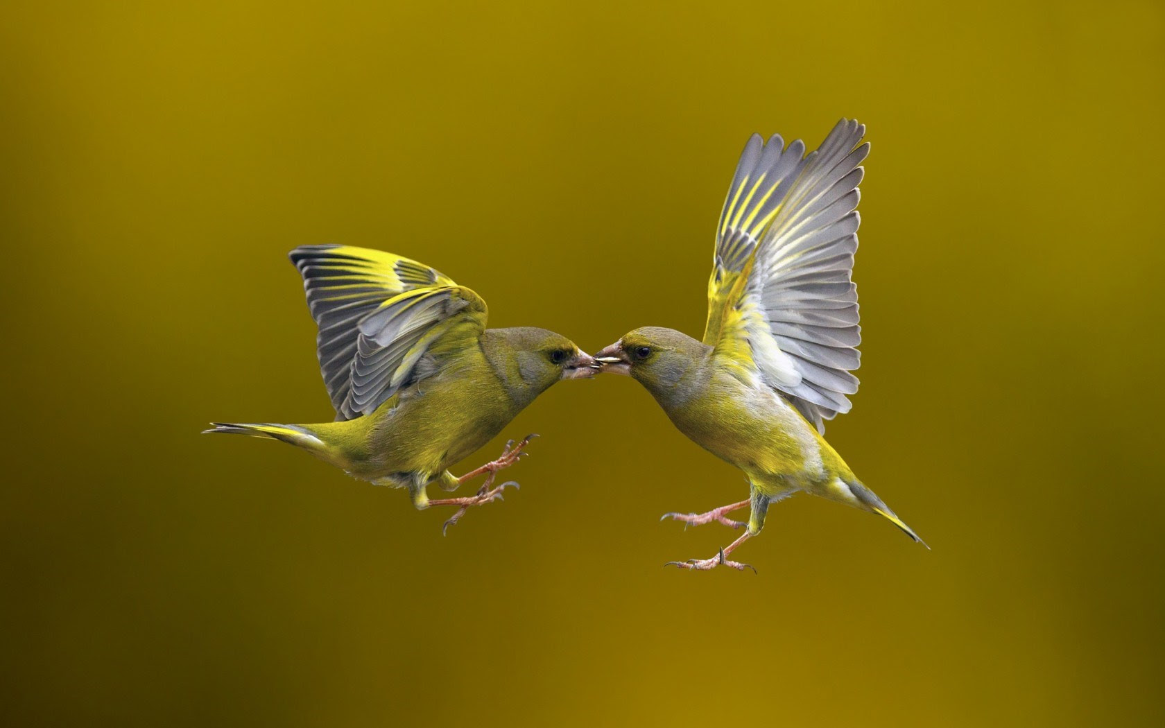 Featured image of post Love Birds Kissing Hd Images - We have a massive amount of desktop and mobile backgrounds.