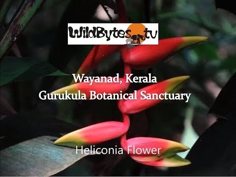 Wayanad - Gurukula Botanical Sanctuary