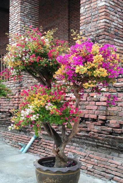 Menakjubkan 24 Gambar Pokok Bonsai  Bunga  Kertas Gambar 