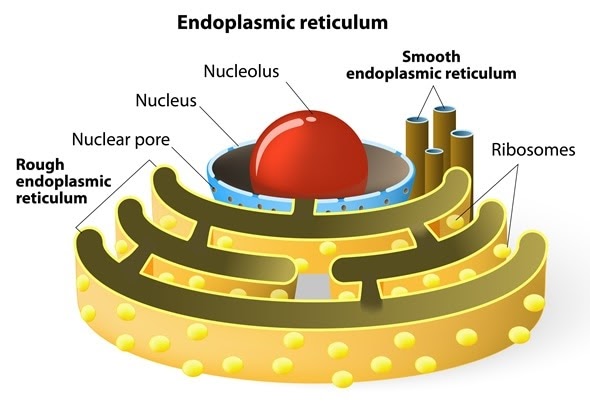 Reticulo endoplasmico rugoso