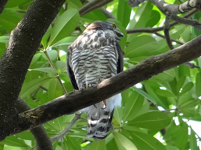 鳳頭蒼鷹/無限台南