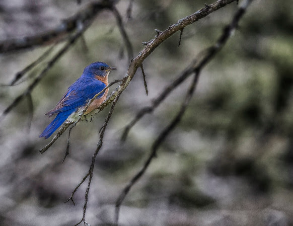 Bluebird - 2071 Bluebird - 2071