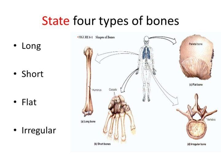 Major Bones In The Human Body / Bones of human body