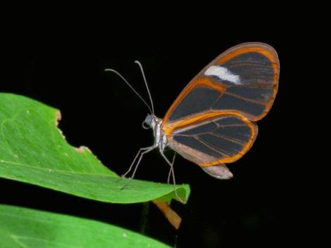 Por: Learn about Butterflies