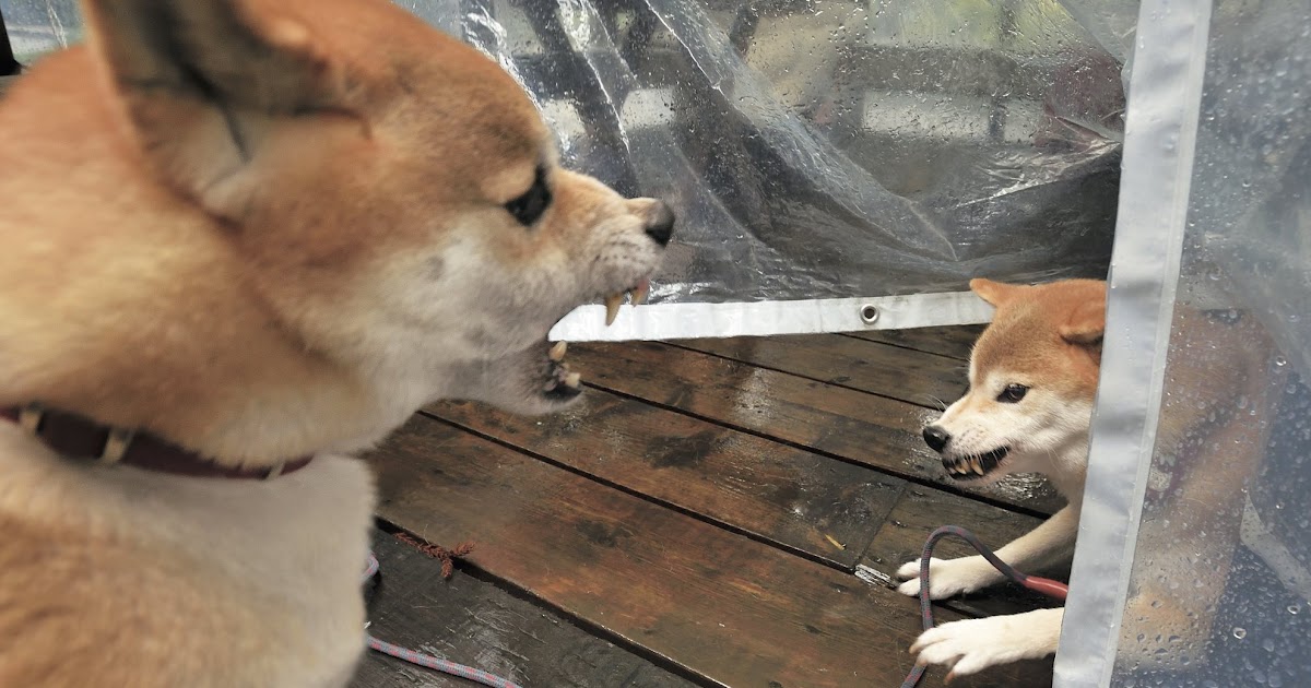 最高のコレクション 犬 鳴く クーン しつけ 364836犬 鳴く クーン しつけ jokiojossblogpict