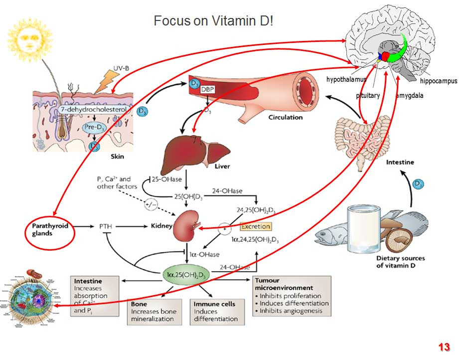 Health>Mind+Body: Vitamin D